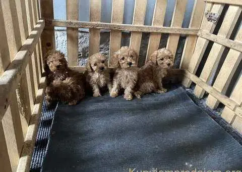 Toy Pudle na prodaju - 9/9