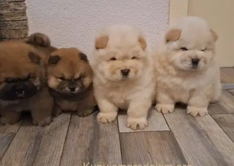 chow chow - 1/3