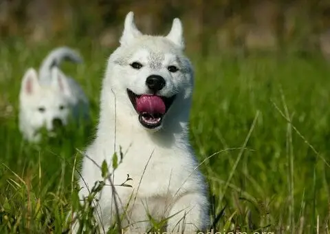 Predivni štenci haskija – vaši verni saputnici! - 1/5