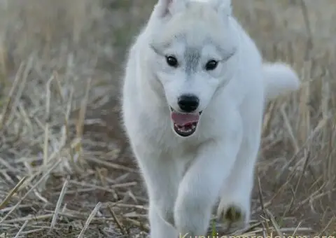 Predivni štenci haskija – vaši verni saputnici! - 2/5