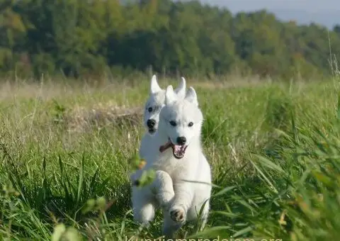 Predivni štenci haskija – vaši verni saputnici! - 3/5