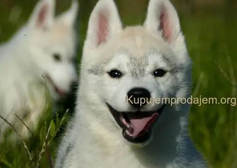 Predivni štenci haskija – vaši verni saputnici! - 5/5