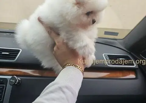 Bebe POMERANCA vrhunske genetike - 1/7