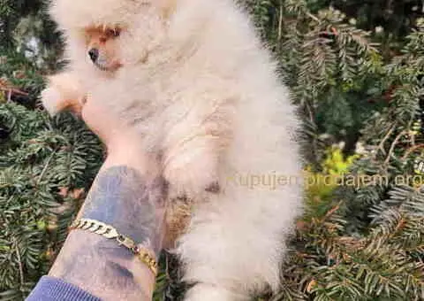 Bebe POMERANCA vrhunske genetike - 2/7