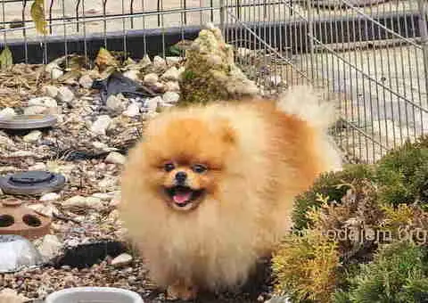 Bebe POMERANCA vrhunske genetike - 3/7