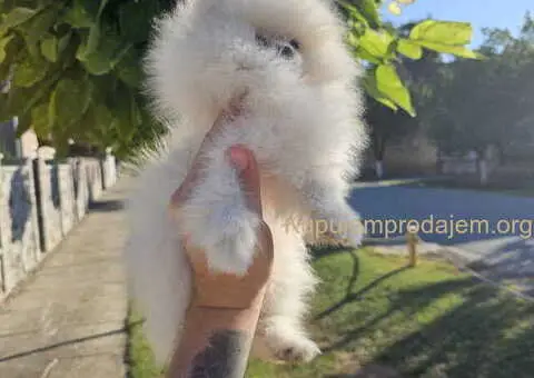 Bebe POMERANCA vrhunske genetike - 4/7