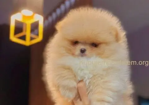 Bebe POMERANCA vrhunske genetike - 5/7