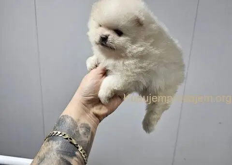 Bebe POMERANCA vrhunske genetike - 6/7