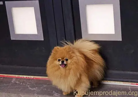 Bebe POMERANCA vrhunske genetike - 7/7