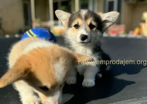 Velški Korgi Pembrok štenci - 1/10