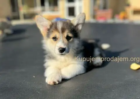 Velški Korgi Pembrok štenci - 2/10