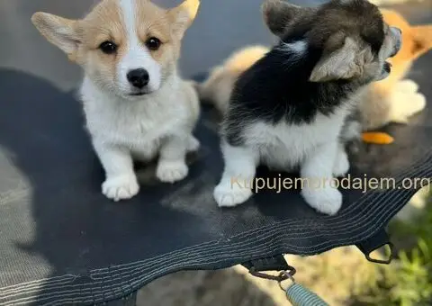 Velški Korgi Pembrok štenci - 3/10