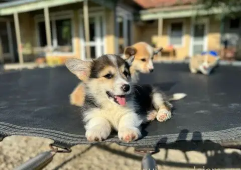 Velški Korgi Pembrok štenci - 5/10