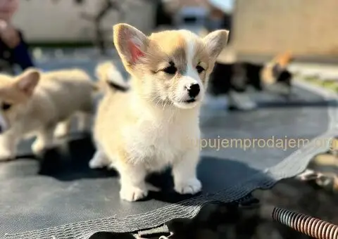 Velški Korgi Pembrok štenci - 6/10