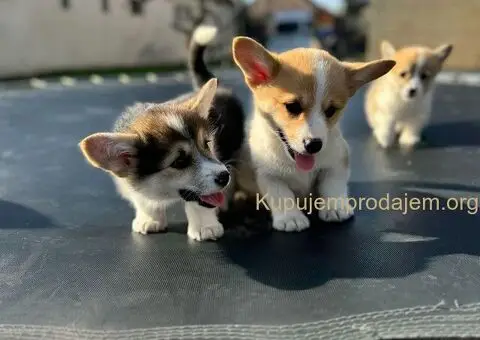 Velški Korgi Pembrok štenci - 7/10