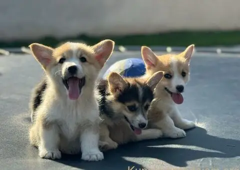 Velški Korgi Pembrok štenci - 8/10