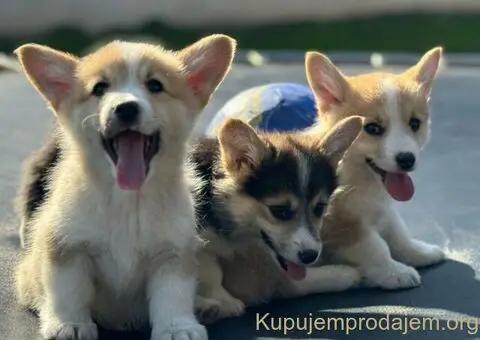 Velški Korgi Pembrok štenci - 9/10