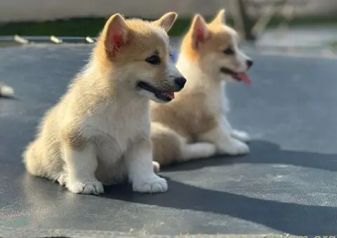 Velški Korgi Pembrok štenci - 10/10