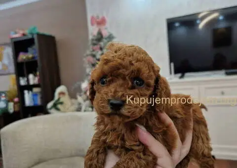 Toy i mini pudlice aprikot i crvene boje - 1/5