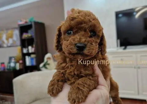 Toy i mini pudlice aprikot i crvene boje - 2/5