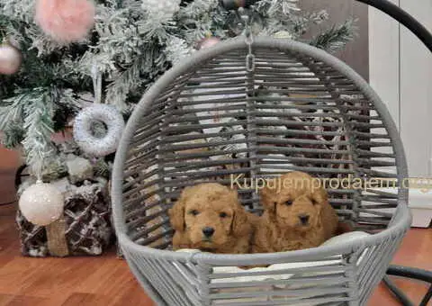 Toy i mini pudlice aprikot i crvene boje - 3/5