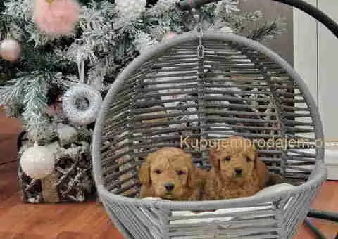 Toy i mini pudlice aprikot i crvene boje - 4/5