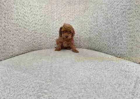 Toy i mini pudlice aprikot i crvene boje - 5/5