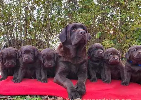 Labrador retriver čokoladni štenci - 1/8