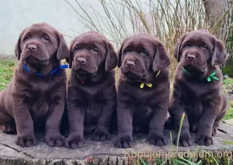 Labrador retriver čokoladni štenci - 2/8