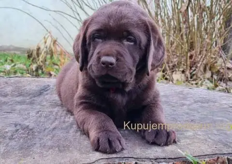 Labrador retriver čokoladni štenci - 3/8