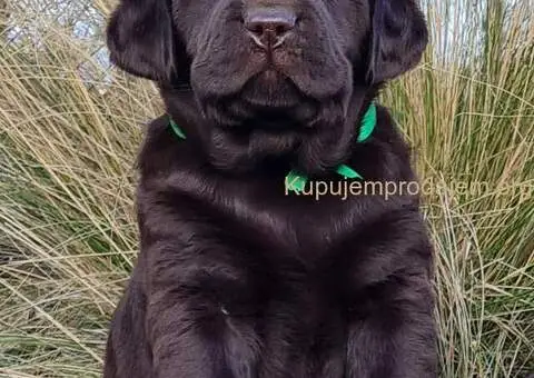 Labrador retriver čokoladni štenci - 4/8