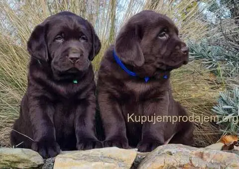 Labrador retriver čokoladni štenci - 5/8
