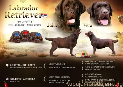Labrador retriver čokoladni štenci - 6/8