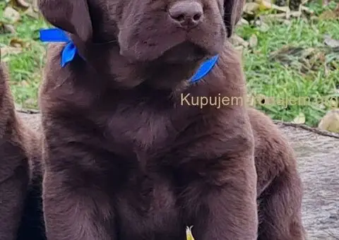 Labrador retriver čokoladni štenci - 7/8