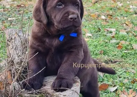 Labrador retriver čokoladni štenci - 8/8
