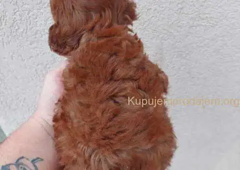 TOY PUDLE crna I crvena zenkica - 1/7