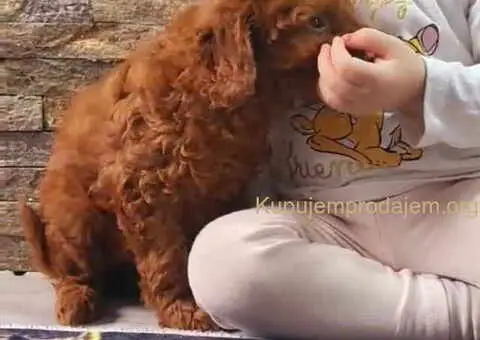 TOY PUDLE crna I crvena zenkica - 2/7