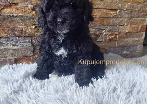 TOY PUDLE crna I crvena zenkica - 6/7