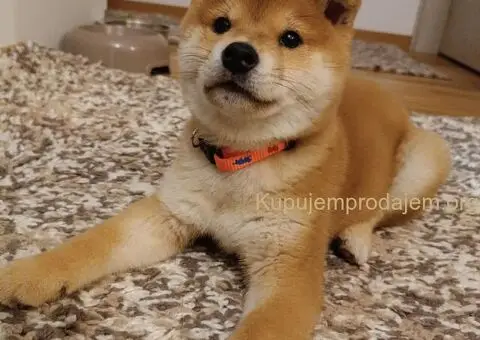 Shiba inu stenci povoljno - 1/5