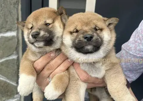 Shiba inu stenci povoljno - 2/5