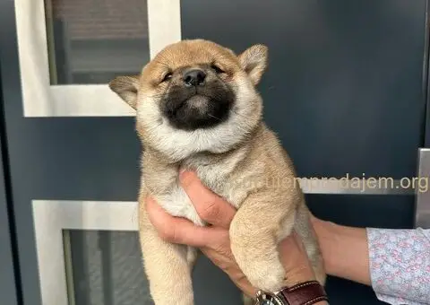 Shiba inu stenci povoljno - 3/5