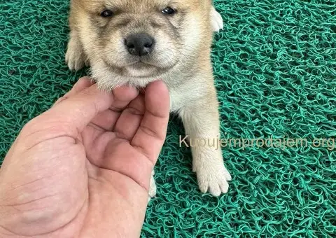 Shiba inu stenci povoljno - 4/5