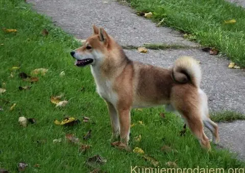 Shiba inu stenci povoljno - 5/5