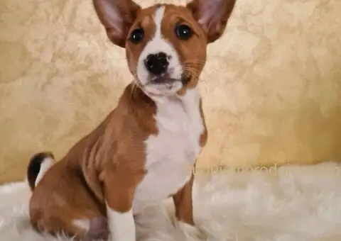 Basenji stenci povoljno - 1/5