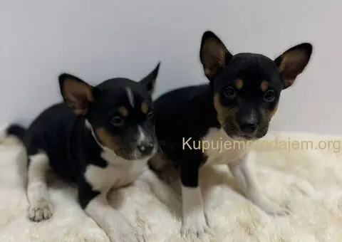 Basenji stenci povoljno - 2/5