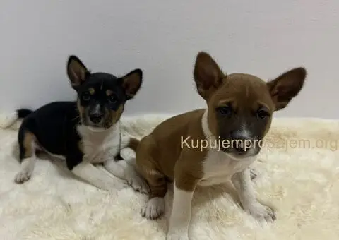 Basenji stenci povoljno - 3/5