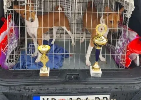 Basenji stenci povoljno - 5/5