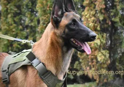 Zenka Malinoe satara 8 meseci - 1/4