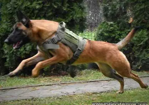 Zenka Malinoe satara 8 meseci - 2/4