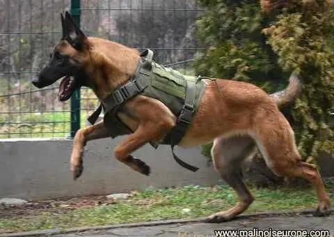 Zenka Malinoe satara 8 meseci - 3/4